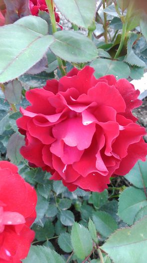 DSC_1179 - TRANDAFIRI 2015 II