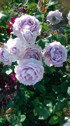 DSC_1180 - TRANDAFIRI 2015 II