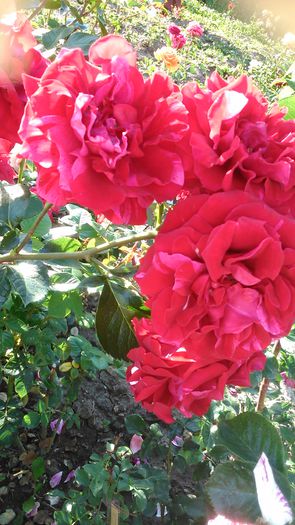 DSC_1181 - TRANDAFIRI 2015 II