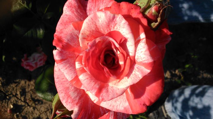 DSC_1182 - TRANDAFIRI 2015 II