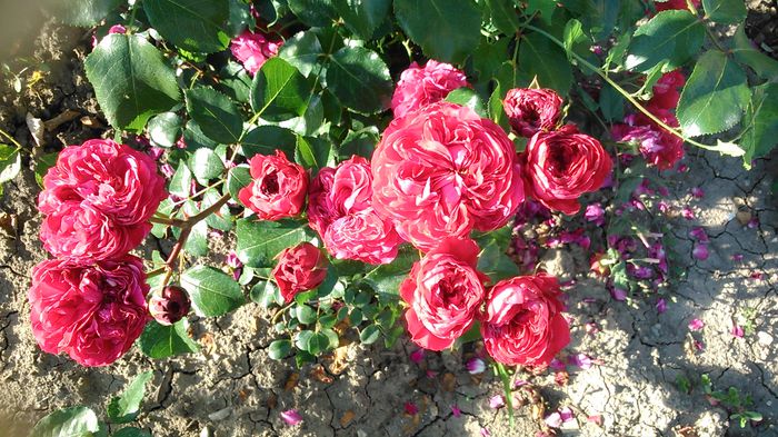 DSC_1183 - TRANDAFIRI 2015 II