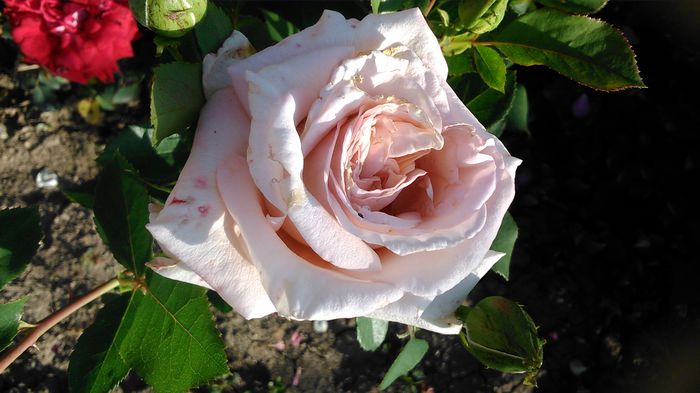 DSC_1185 - TRANDAFIRI 2015 II