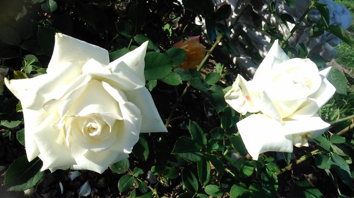 DSC_1188 - TRANDAFIRI 2015 II