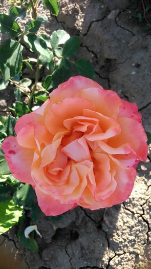 DSC_1189 - TRANDAFIRI 2015 II