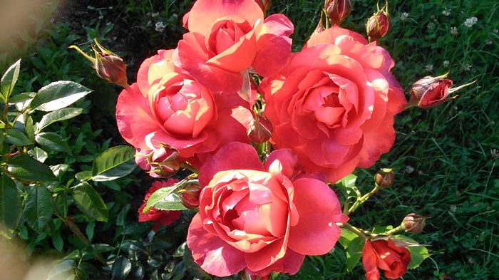 DSC_1190 - TRANDAFIRI 2015 II