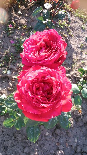 DSC_1191 - TRANDAFIRI 2015 II