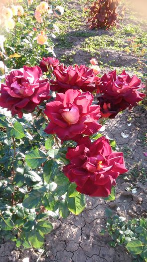 DSC_1192 - TRANDAFIRI 2015 II