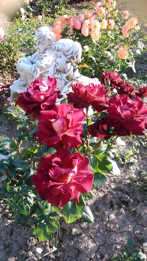 DSC_1193 - TRANDAFIRI 2015 II