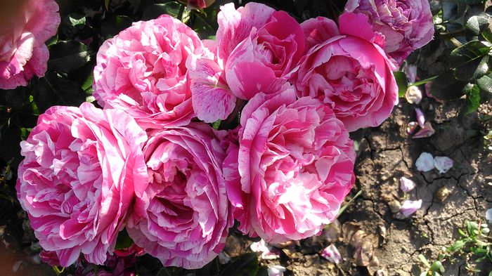 DSC_1194 - TRANDAFIRI 2015 II