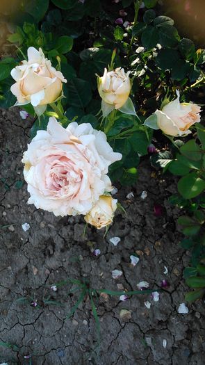 DSC_1195 - TRANDAFIRI 2015 II