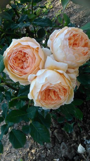 DSC_1196 - TRANDAFIRI 2015 II