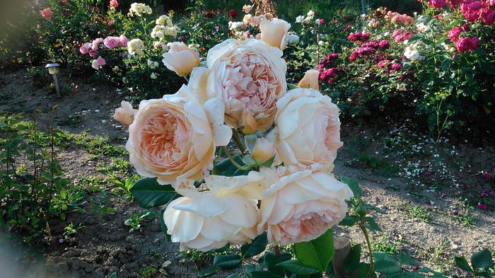 DSC_1197 - TRANDAFIRI 2015 II