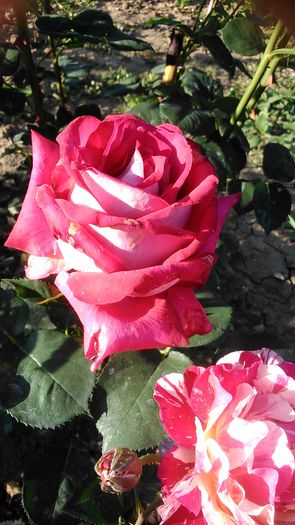 DSC_1198 - TRANDAFIRI 2015 II