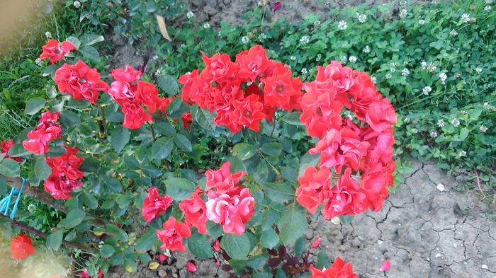 DSC_1202 - TRANDAFIRI 2015 II