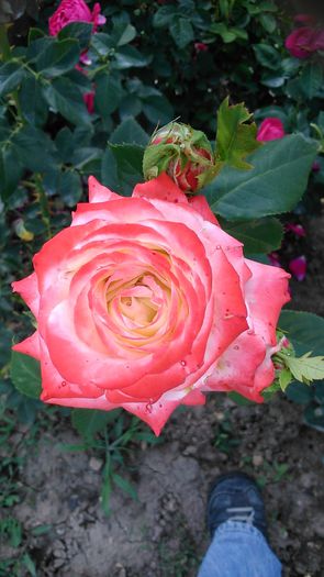 DSC_1204 - TRANDAFIRI 2015 II