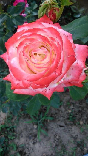 DSC_1206 - TRANDAFIRI 2015 II