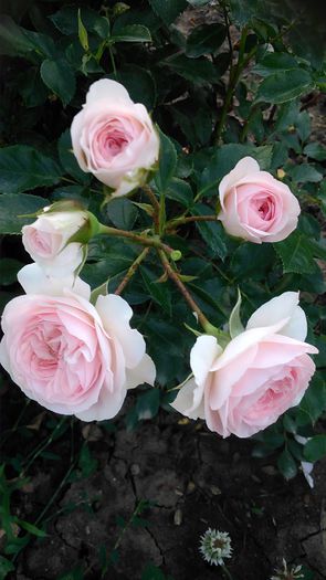 DSC_1207 - TRANDAFIRI 2015 II