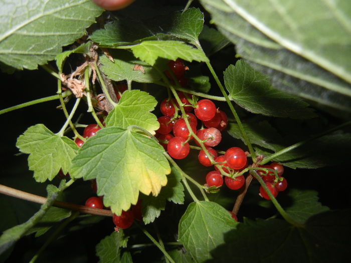 Coacaze (2015, June 12) - Redcurrant_Coacaz Rosu