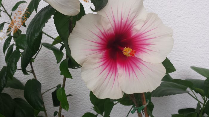 20.06.2015 - Flori 2015