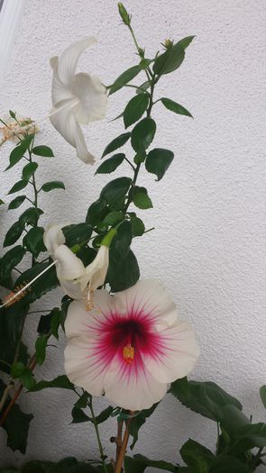 20.06.2015 - Flori 2015