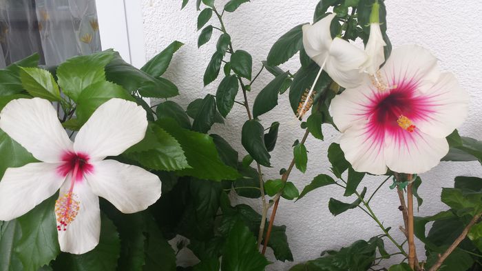 20.06.2015 - Flori 2015