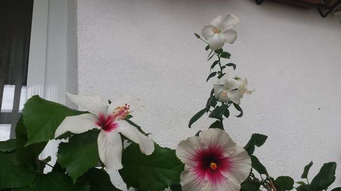 20.06.2015 - Flori 2015