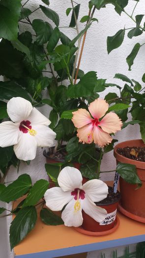 20.06.2015 - Flori 2015