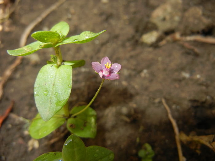 Anagallis arv. var. lilacina (2015, Jun.06)