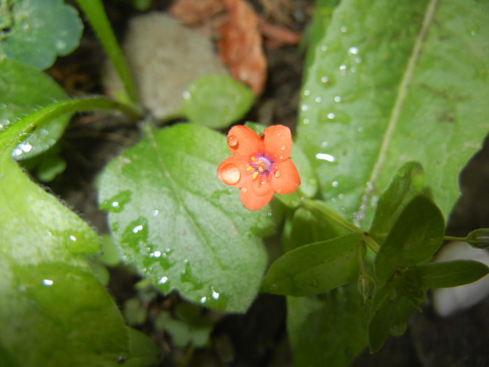 Anagallis arvensis (2015, June 06) - Anagallis arvensis