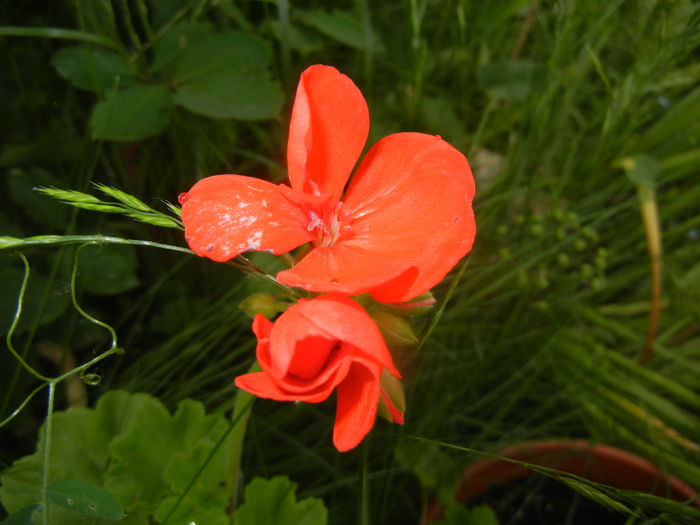 Red Geranium (2015, May 24)