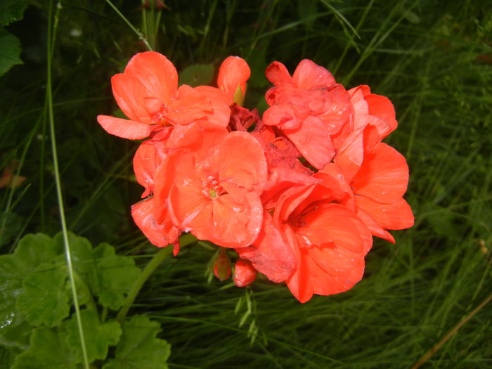 Red Geranium (2015, June 05)