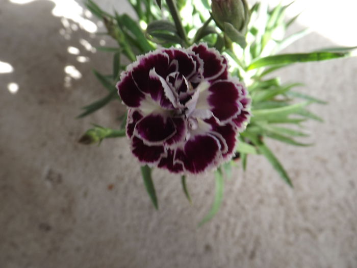 DSCF3995 - Diverse flori