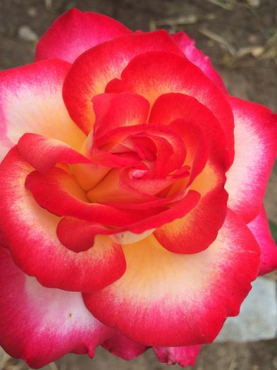leo ferre - Trandafiri plantati pe 15 01 2015 poze reale nu copiate