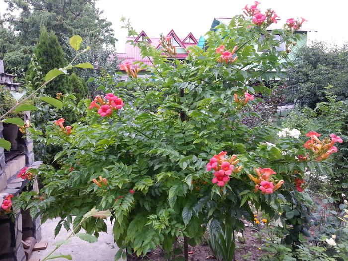 2015-06-17 19.25.34 - P--GRADINA MEA