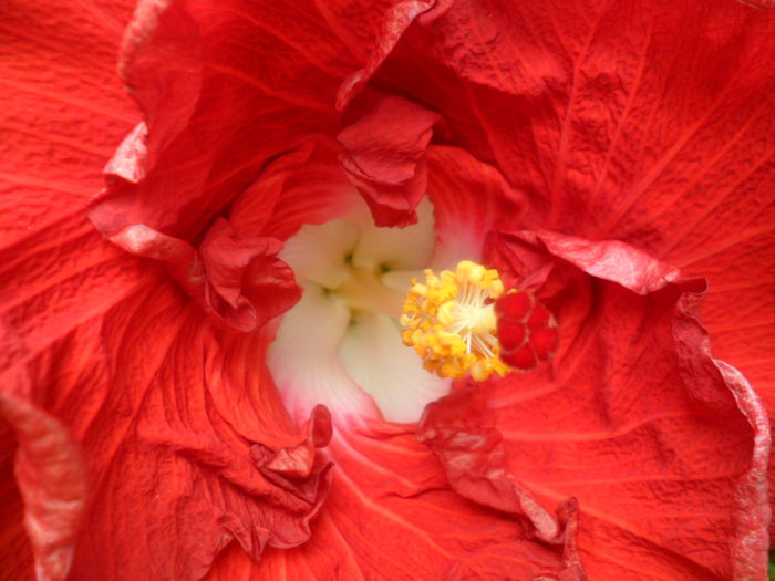 SAM_6377 - hot ticket