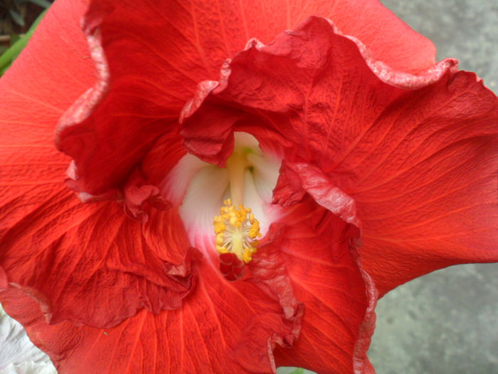 SAM_6406 - hot ticket