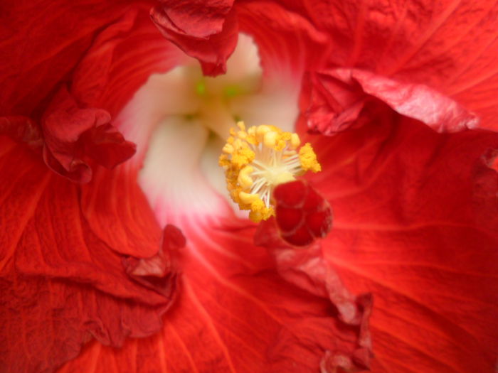 SAM_6407 - hot ticket