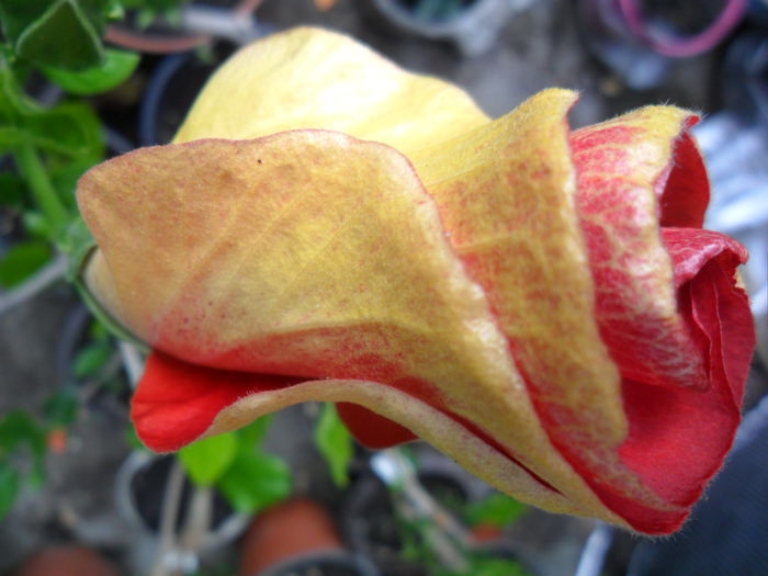 SAM_6358 - hibiscusi 2015-3