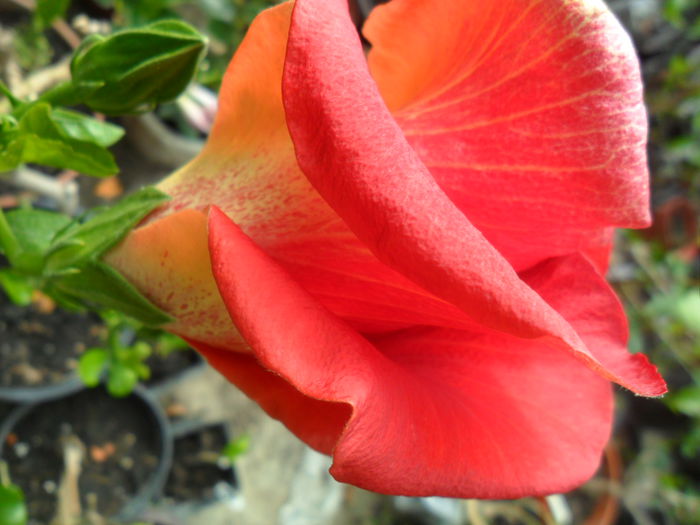 SAM_6363