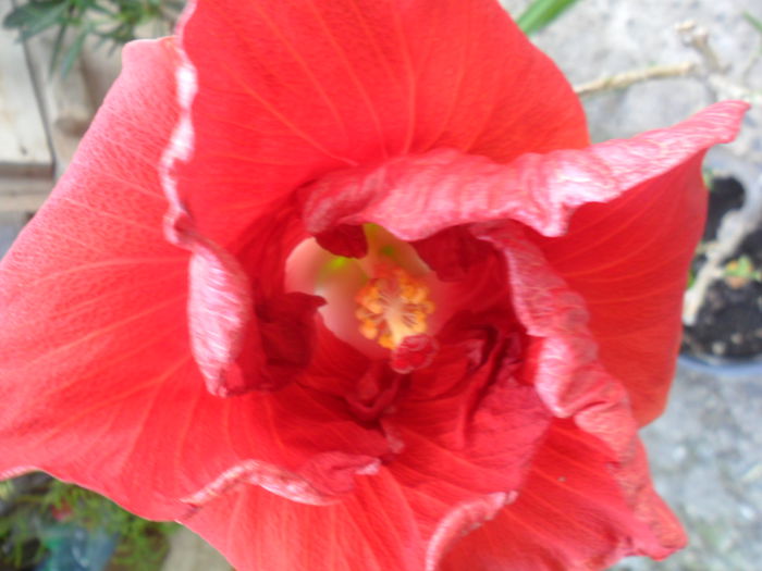 SAM_6371 - hibiscusi 2015-3