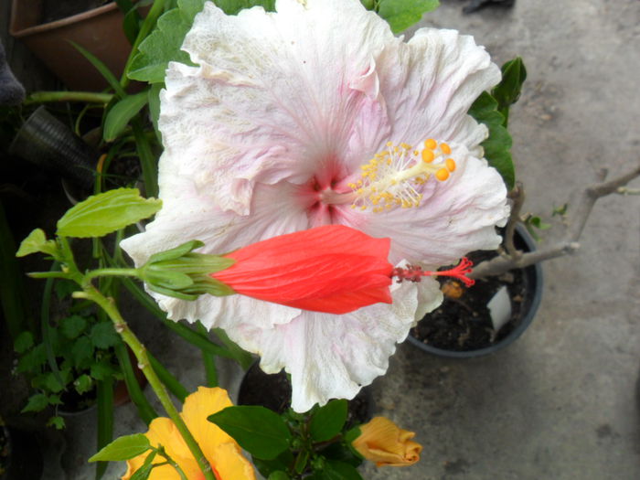 SAM_6392 - hibiscusi 2015-3