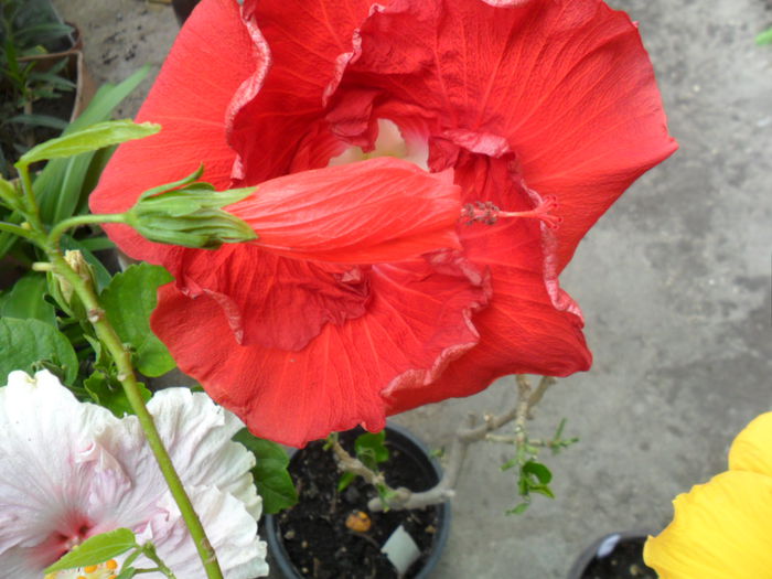 SAM_6393 - hibiscusi 2015-3