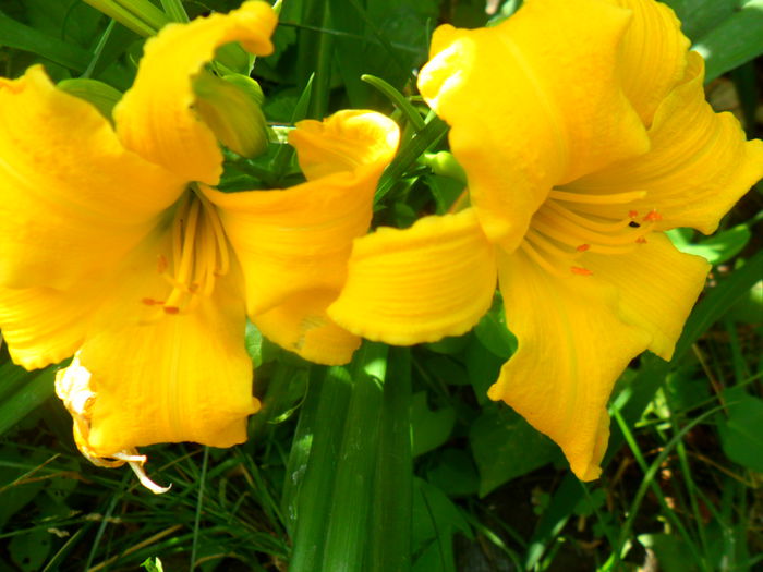 SAM_6411 - hemerocallis