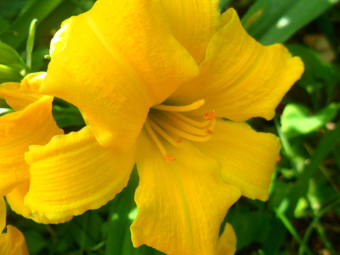 SAM_6413 - hemerocallis