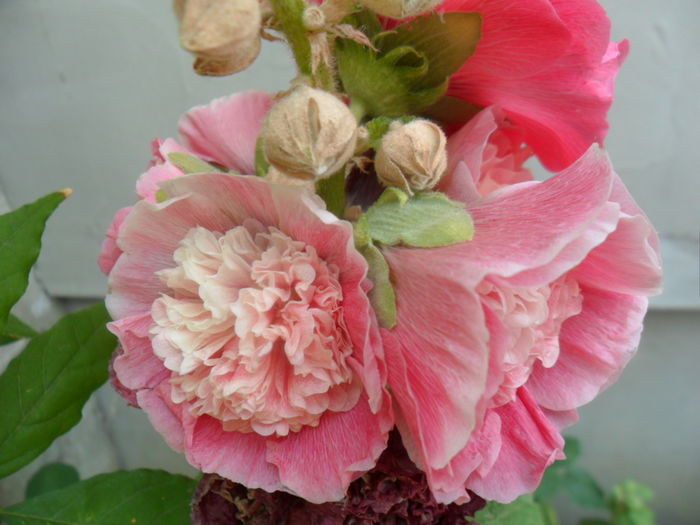 SAM_6414 - talmes -balbes 2015