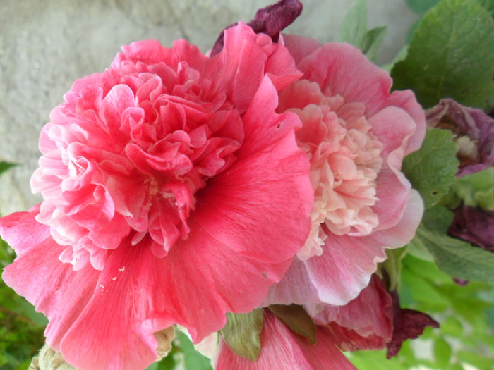 SAM_6415 - talmes -balbes 2015