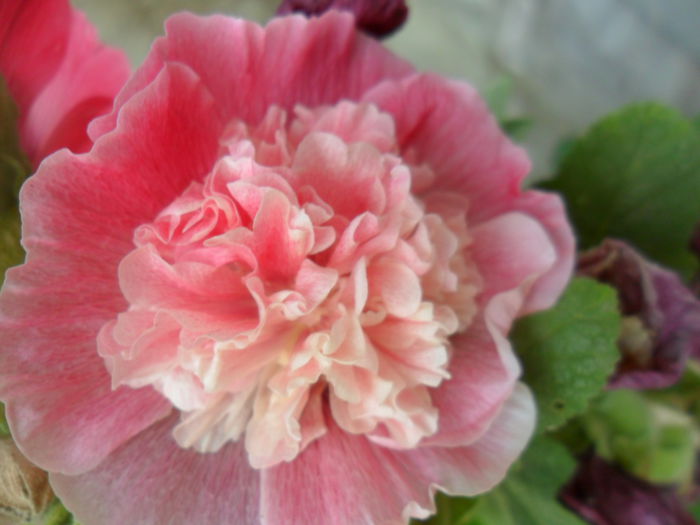 SAM_6416 - talmes -balbes 2015