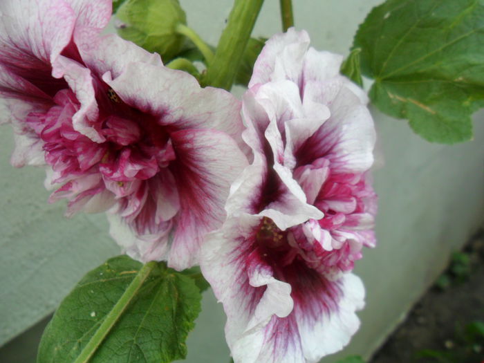 SAM_6422 - talmes -balbes 2015