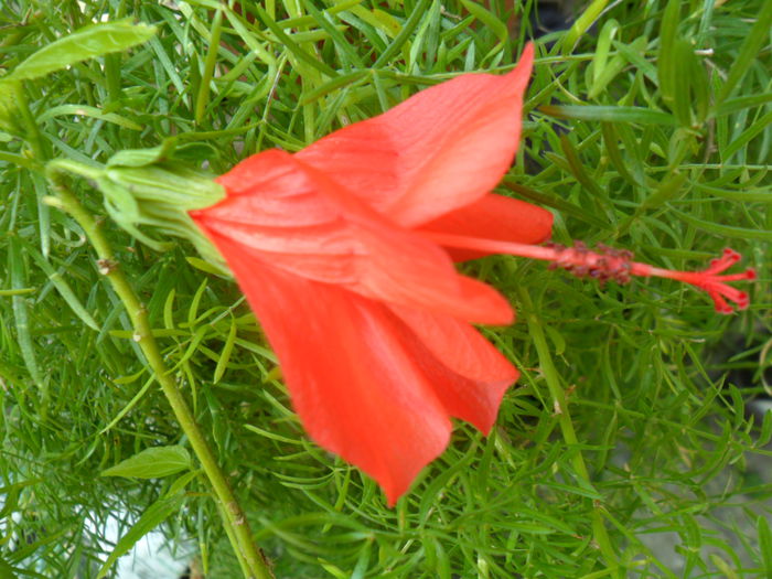 SAM_6427 - talmes -balbes 2015