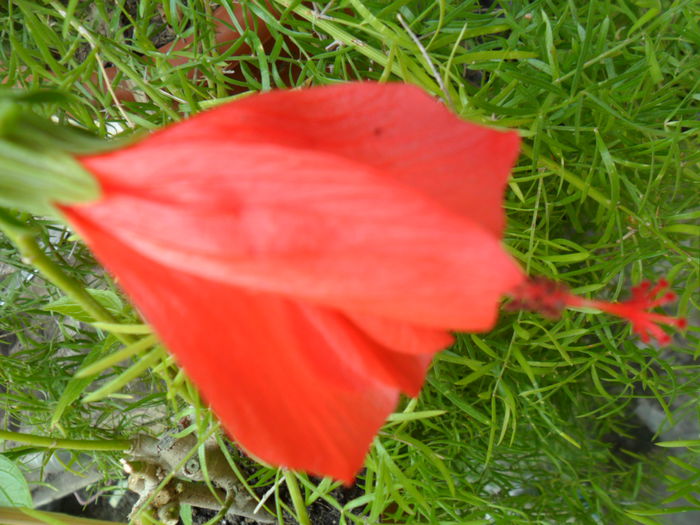 SAM_6429 - talmes -balbes 2015